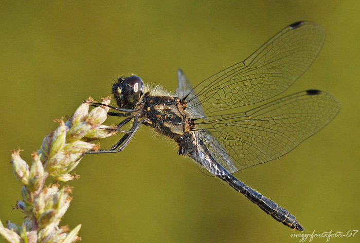 2007-08-24-Libelle13.jpg